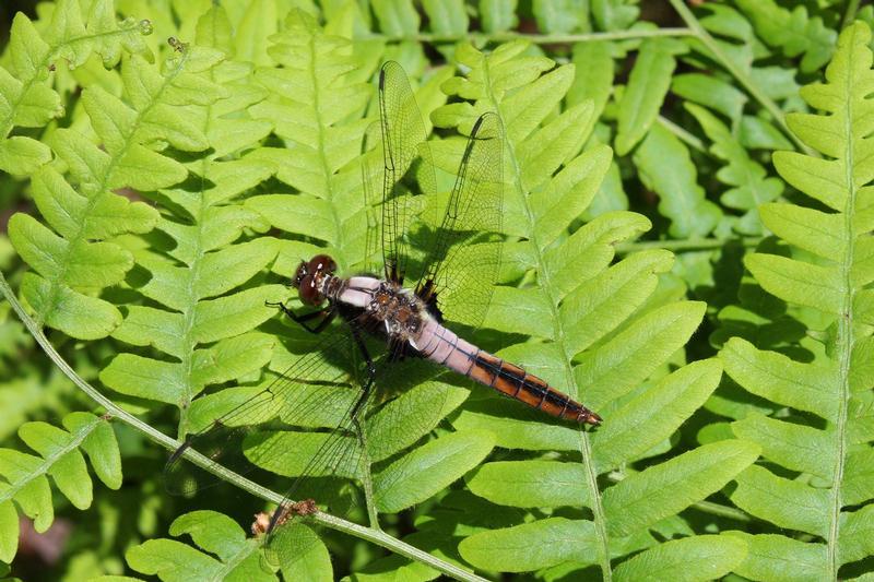 Photo of Chalk-fronted Corporal