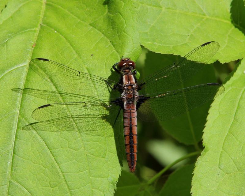 Photo of Chalk-fronted Corporal