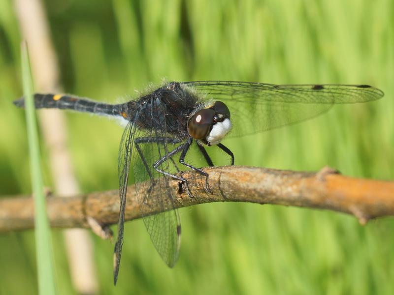 Photo of Dot-tailed Whiteface