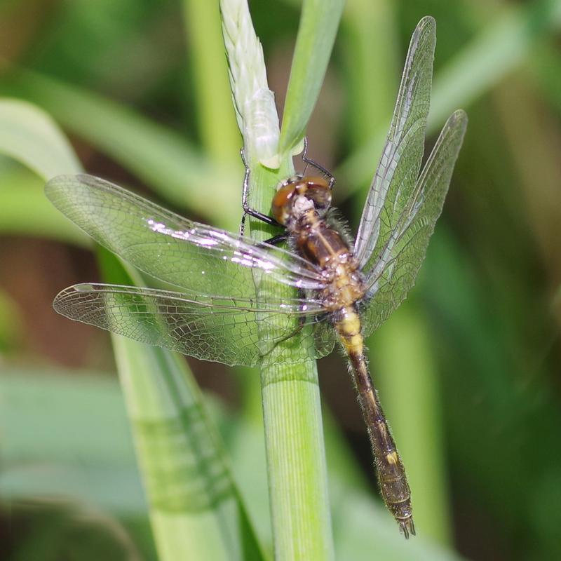 Photo of Dot-tailed Whiteface