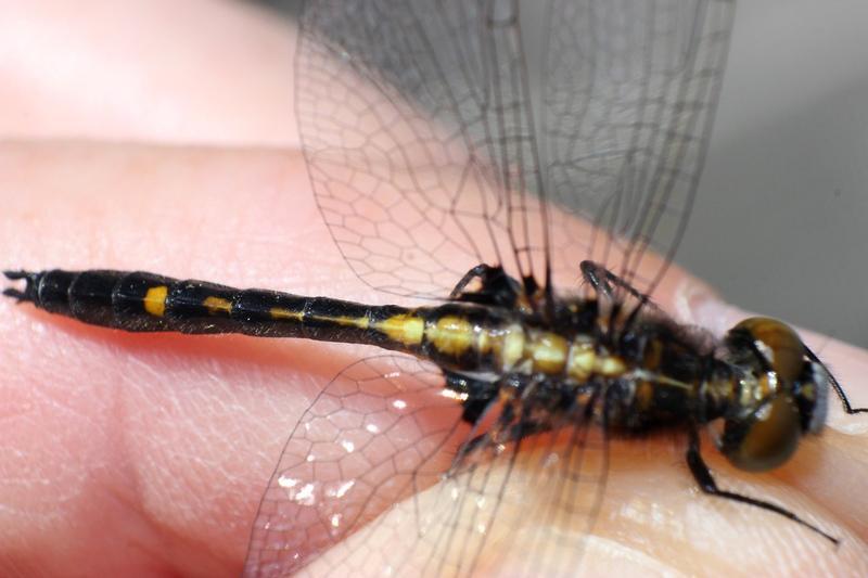 Photo of Dot-tailed Whiteface