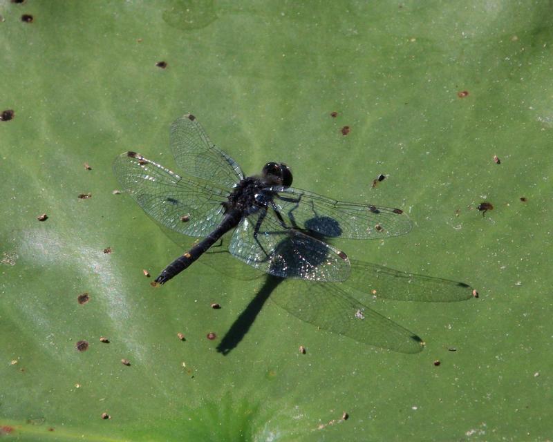 Photo of Dot-tailed Whiteface