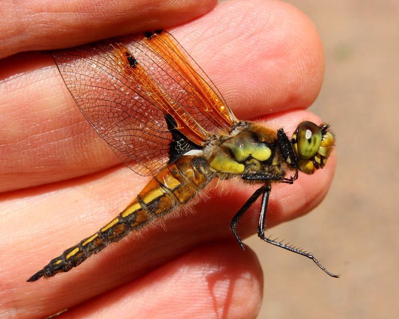 Photo of Four-spotted Skimmer