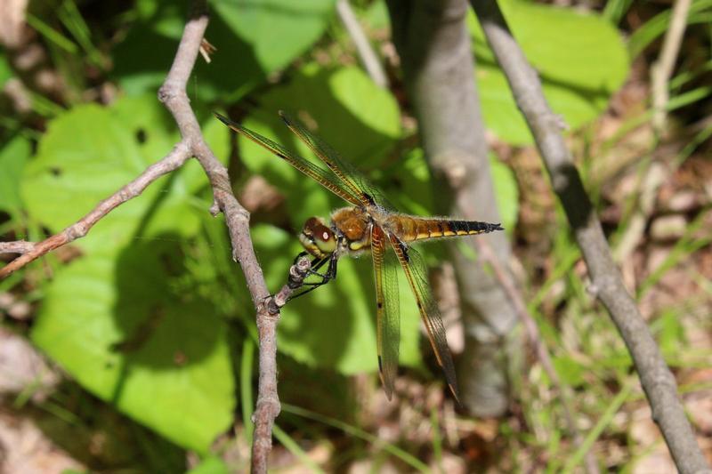 Photo of Four-spotted Skimmer