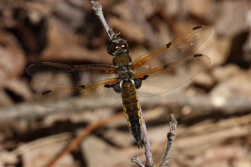 Photo of Four-spotted Skimmer
