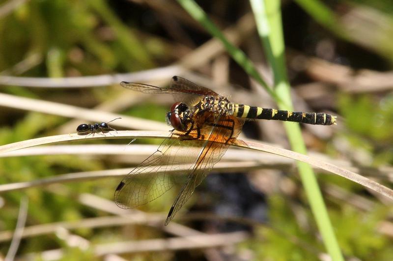 Photo of Elfin Skimmer