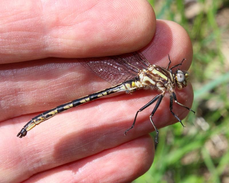 Photo of Dusky Clubtail