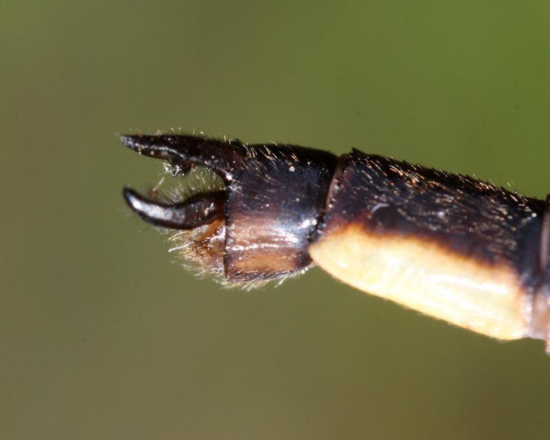 Photo of Dusky Clubtail