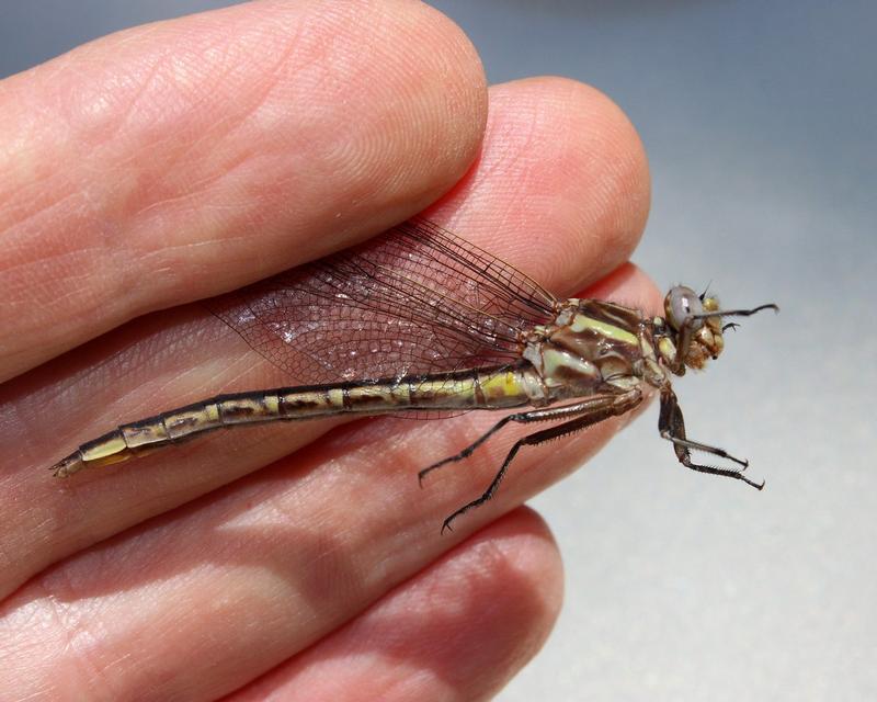 Photo of Dusky Clubtail