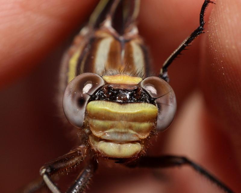 Photo of Dusky Clubtail