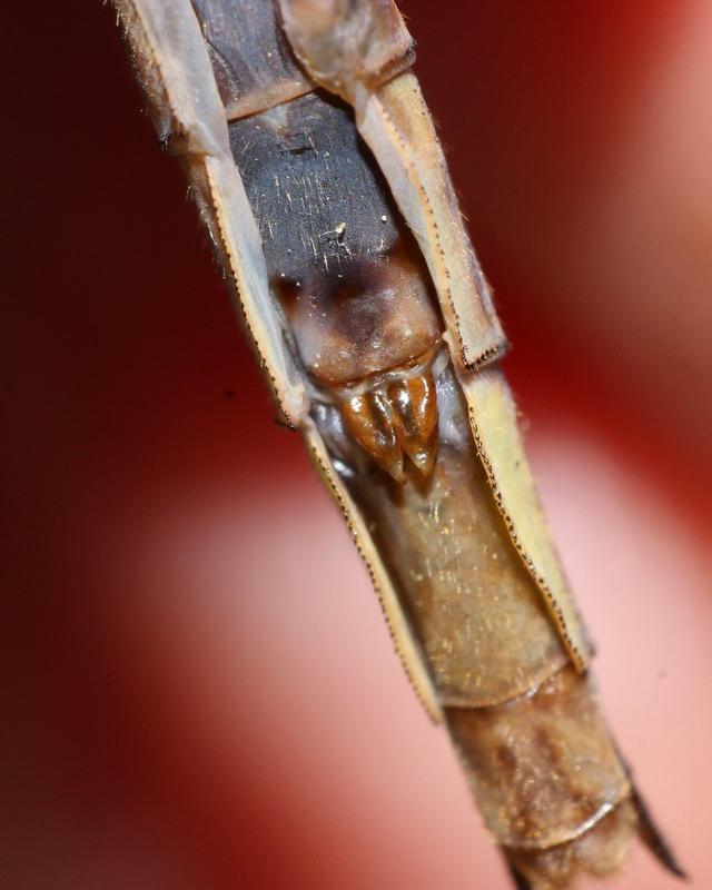 Photo of Dusky Clubtail