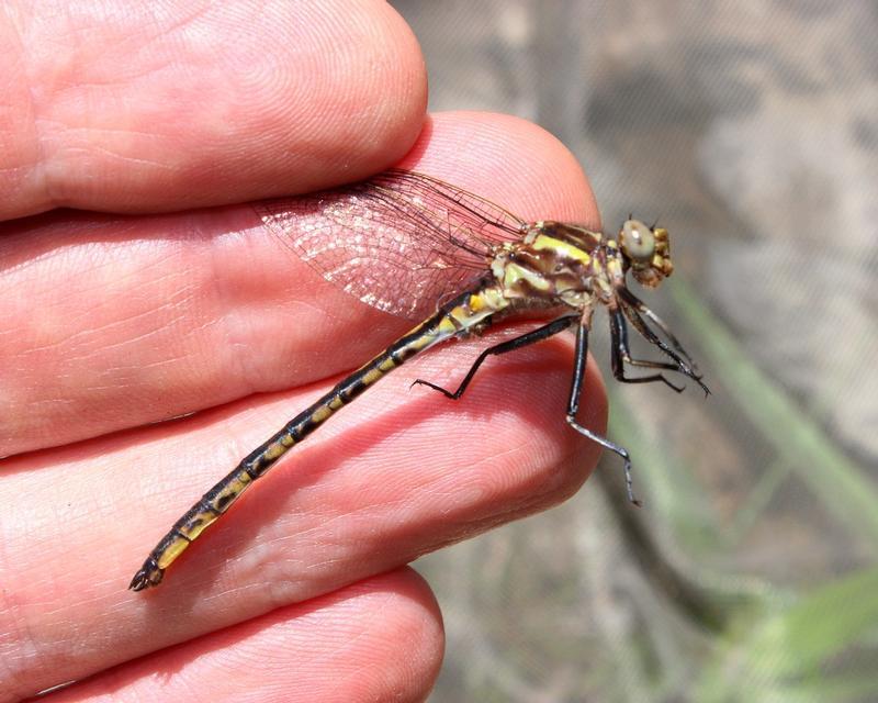 Photo of Dusky Clubtail
