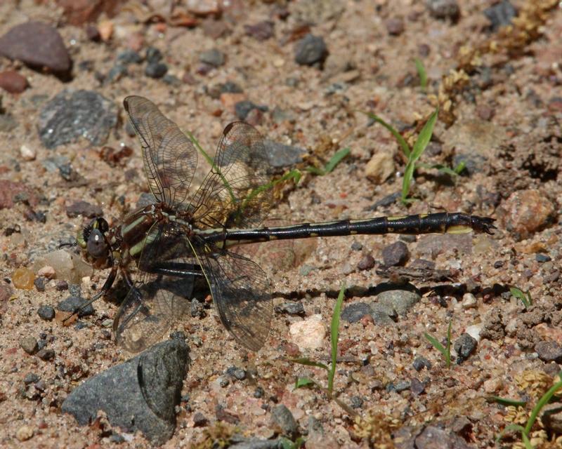 Photo of Dusky Clubtail