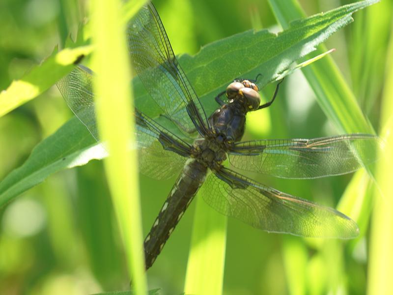 Photo of Common Whitetail