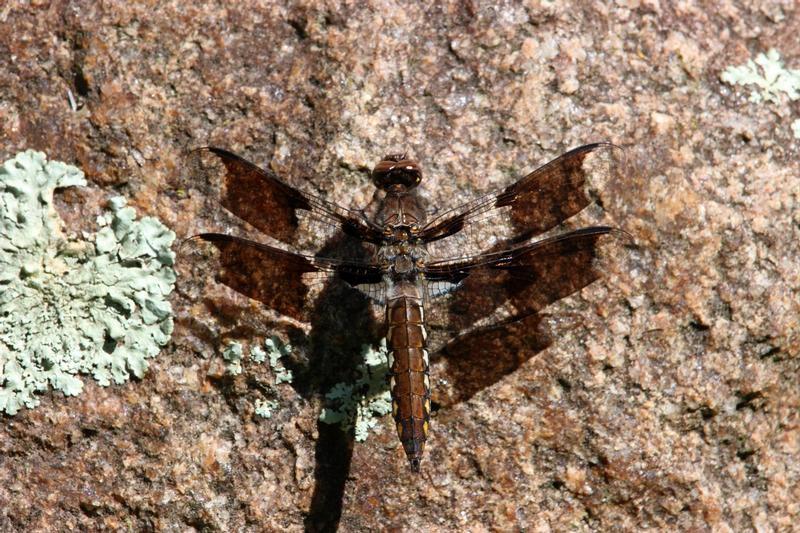 Photo of Common Whitetail