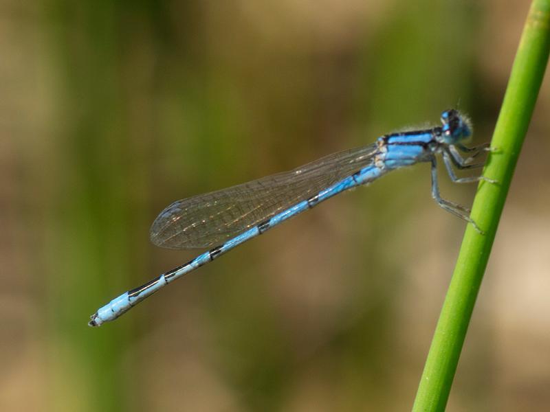 Photo of Familiar Bluet