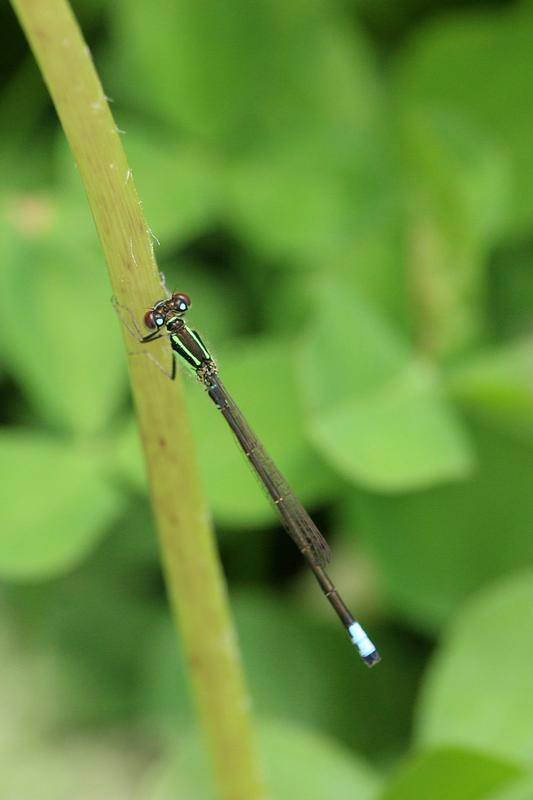 Photo of Eastern Forktail