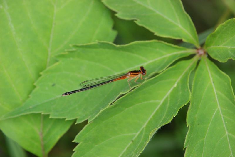Photo of Eastern Forktail