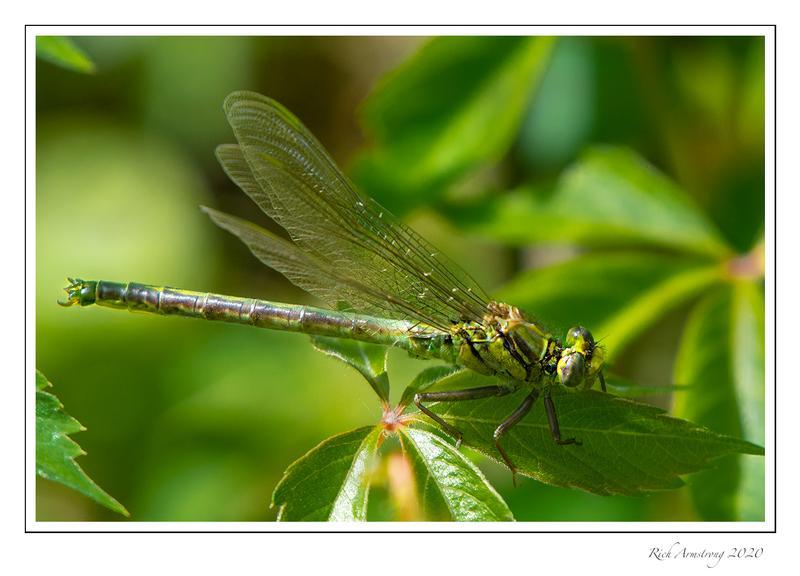 Photo of Horned Clubtail