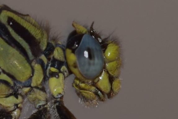 Photo of Horned Clubtail