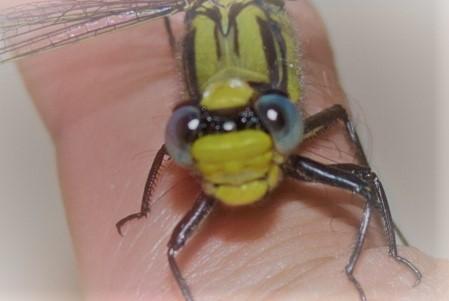 Photo of Horned Clubtail