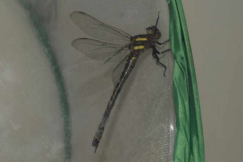 Photo of Twin-spotted Spiketail