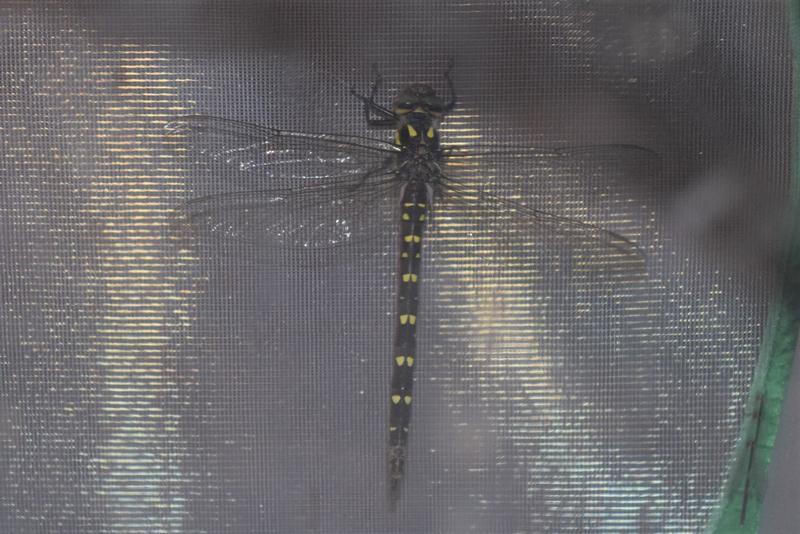 Photo of Twin-spotted Spiketail