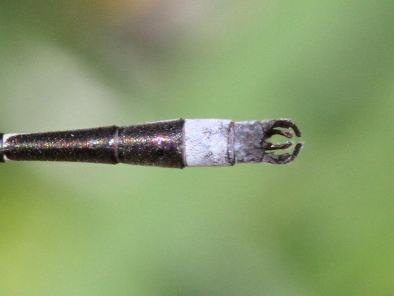 Photo of Southern Spreadwing