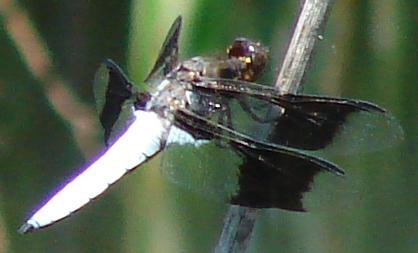 Photo of Common Whitetail