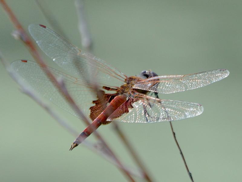 Photo of Red Saddlebags