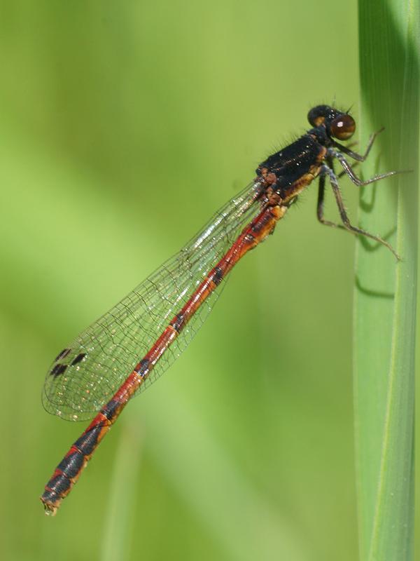 Photo of Western Red Damsel