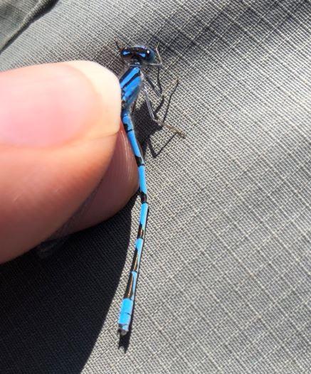 Photo of Familiar Bluet