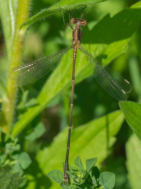 Photo of Slender Spreadwing