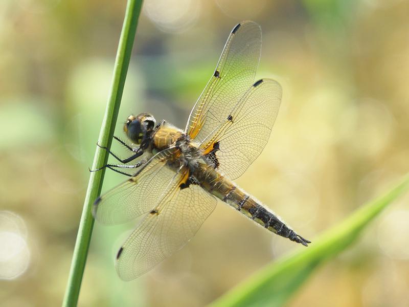 Photo of Four-spotted Skimmer