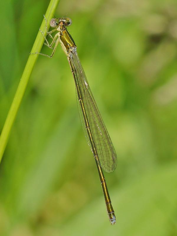 Photo of Sedge Sprite