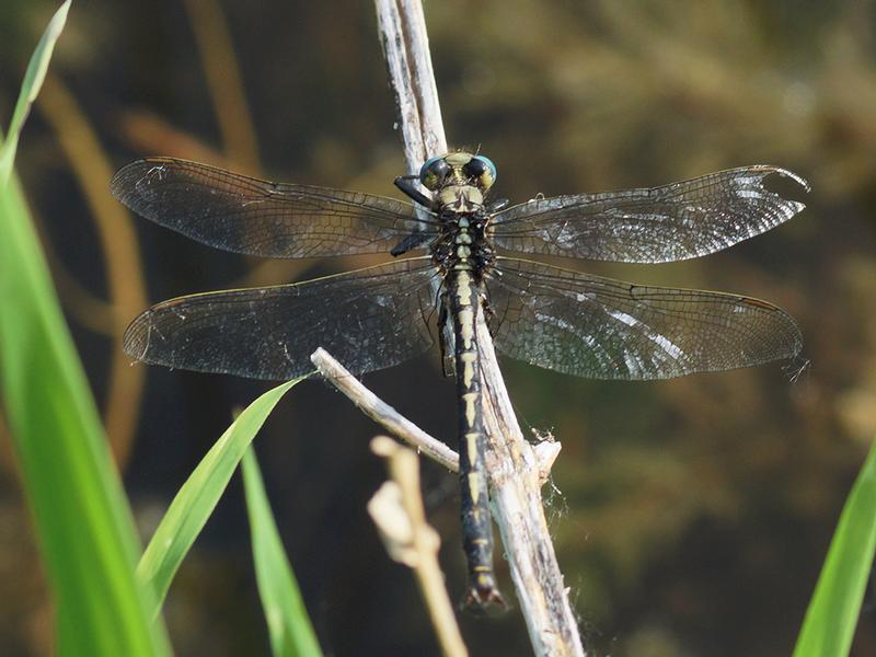 Photo of Horned Clubtail