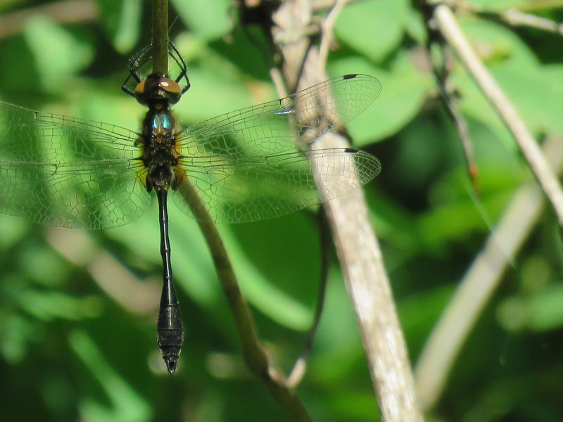 Photo of Racket-tailed Emerald
