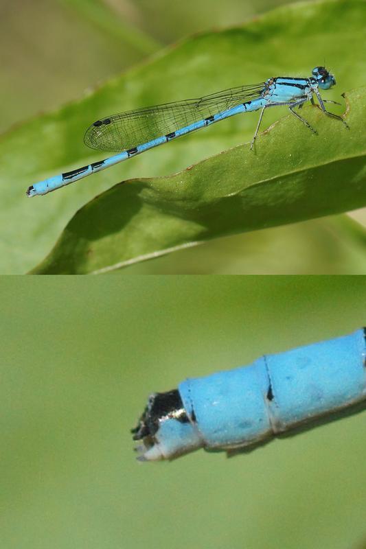 Photo of Hagen's Bluet