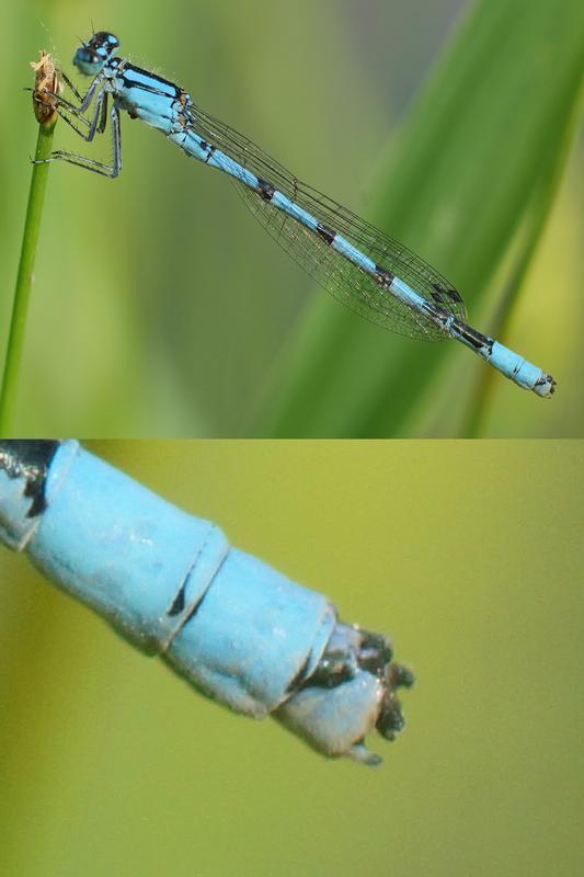 Photo of Marsh Bluet