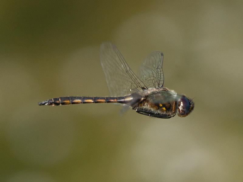 Photo of Common Baskettail