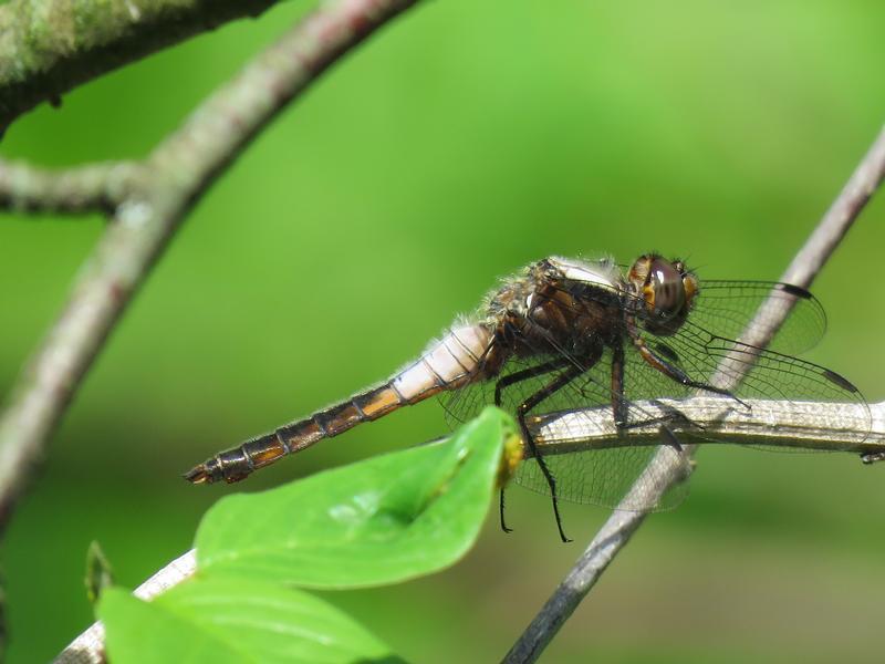 Photo of Chalk-fronted Corporal
