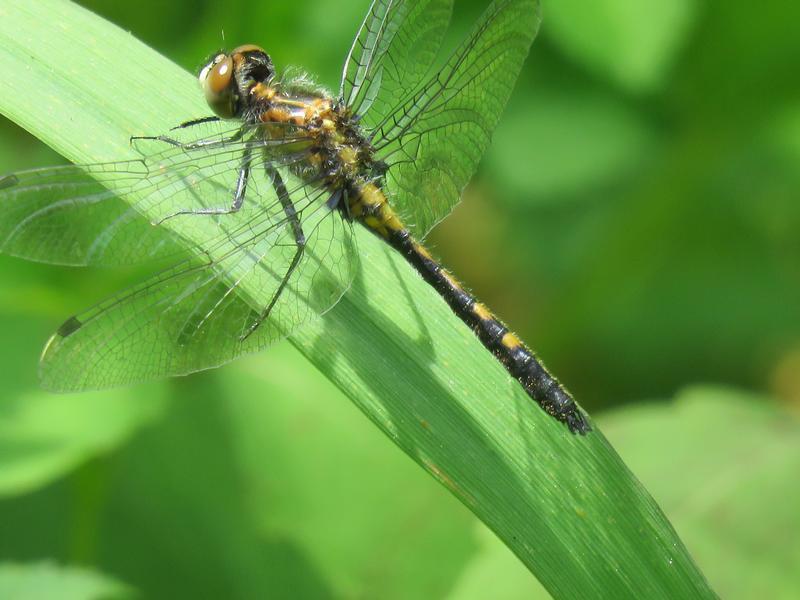 Photo of Dot-tailed Whiteface