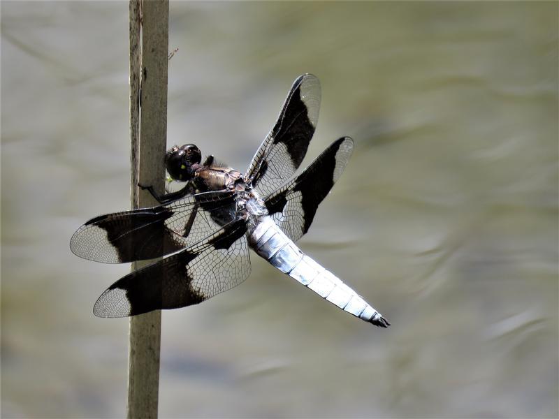 Photo of Common Whitetail