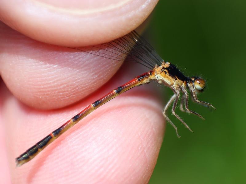 Photo of Western Red Damsel