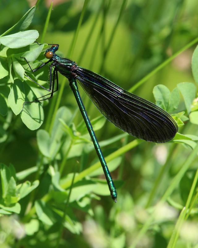 Photo of Ebony Jewelwing