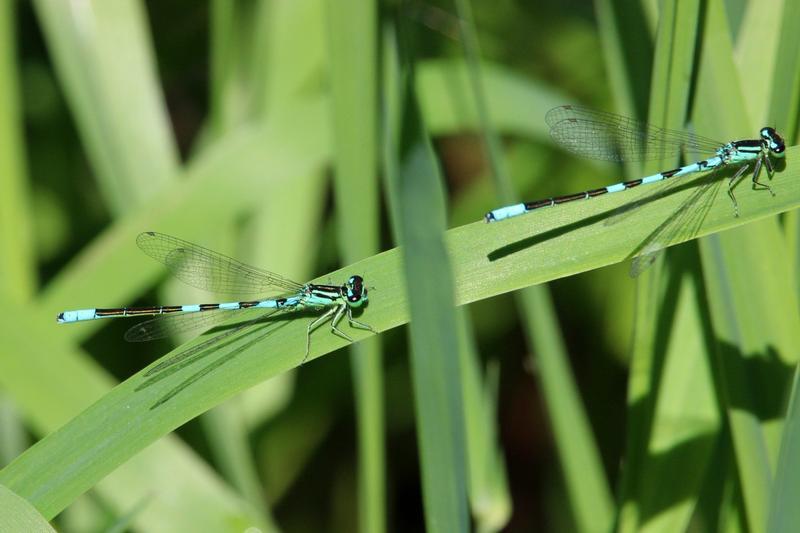Photo of Taiga Bluet