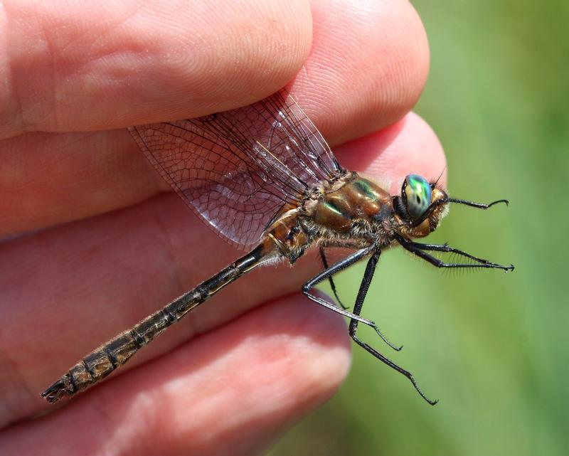 Photo of American Emerald
