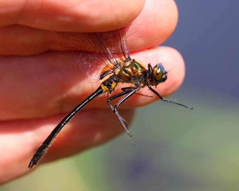 Photo of Racket-tailed Emerald