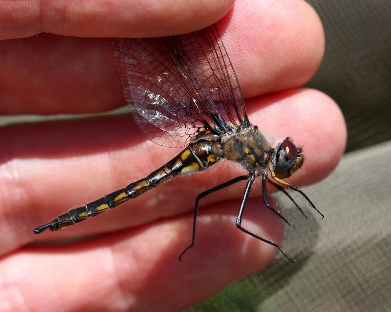 Photo of Spiny Baskettail