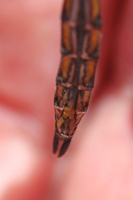 Photo of Spiny Baskettail